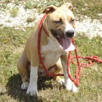 tyson-american-stafforshire-terrier-03