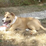 tyson-american-stafforshire-terrier-06