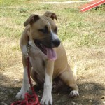 tyson-american-stafforshire-terrier-08