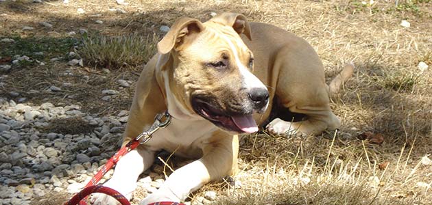 Education American Staffordshire Terrier