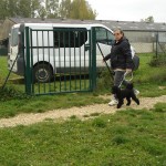 Iris, caniche nain male, en cours collectifs