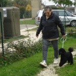 Iris, caniche nain male 1 an et demi