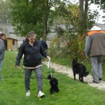 Jeune caniche nain male noir