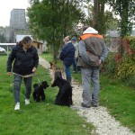 Jeune caniche nain male noir d'un an et demi