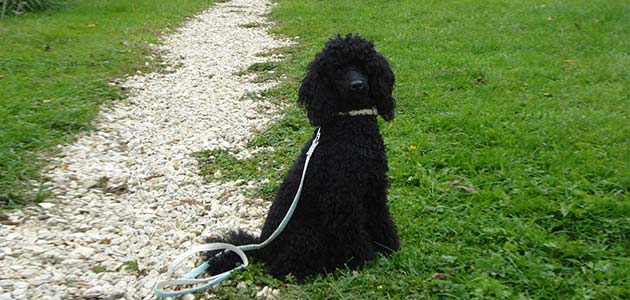 Education et caractère d’un jeune Caniche Nain