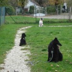 Education et caractère du bouledogue américain