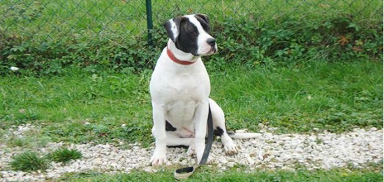 Education et caractère du Bouledogue Américain