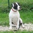Education et caractère du Bouledogue Américain