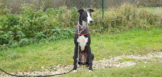 Education et caractère d’un jeune Whippet