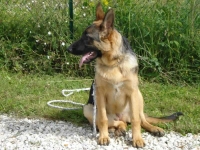 education-canine-charny_berger-allemand_02
