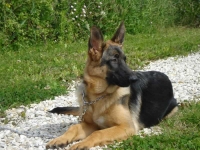 education-canine-charny_berger-allemand_04