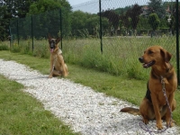 education-canine-charny_berger-allemand_07