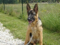 education-canine-charny_berger-allemand_08