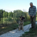 education-canine-charny_berger-allemand-pako-10