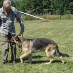education-canine-charny_berger-allemand-pako-5