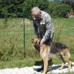 education-canine-charny_berger-allemand-pako-7