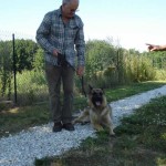education-canine-charny_berger-allemand-pako-9