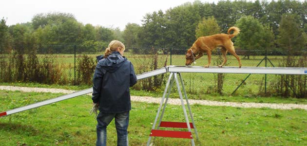 Cours Agility
