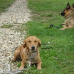 education-canine-charny_cours-collectifs-04