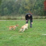 education-canine-charny_cours-collectifs-06