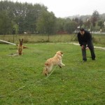 education-canine-charny_cours-collectifs-08