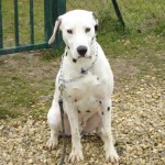 education-canine-charny_hermes-dalmatien-03