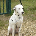 education-canine-charny_hermes-dalmatien-04