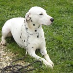 education-canine-charny_hermes-dalmatien-06