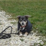 charny-education_education-pinscher-05