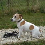 charny-education_education-jack-russell-04