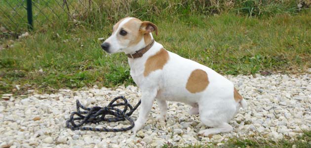 Education du Jack Russel