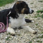 charnyeduc-border_collie-isis-11