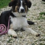 charnyeduc-border_collie-isis-13