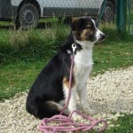 charnyeduc-border_collie-isis-17