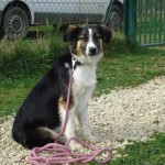 charnyeduc-border_collie-isis-19