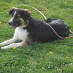 charnyeduc-border_collie-isis-23