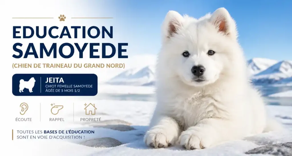 Education Samoyede (chien de traineau du grand nord)