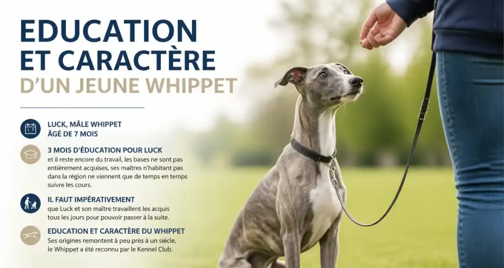 Education et caractère d’un jeune Whippet