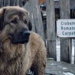 Berger des carpates en cour de ferme en Roumanie, chien calme