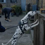 Dalmatien caractère : chien tacheté affectueux en laisse