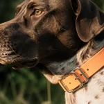 Collier chasse chien orange fluo : gravure tournée vers l’objectif