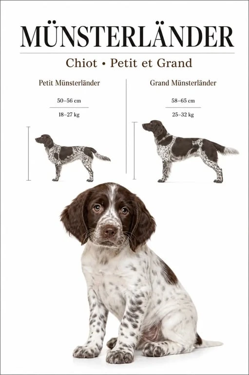 Munsterlander chiot : comparaison visuelle entre Petit et Grand Münsterländer